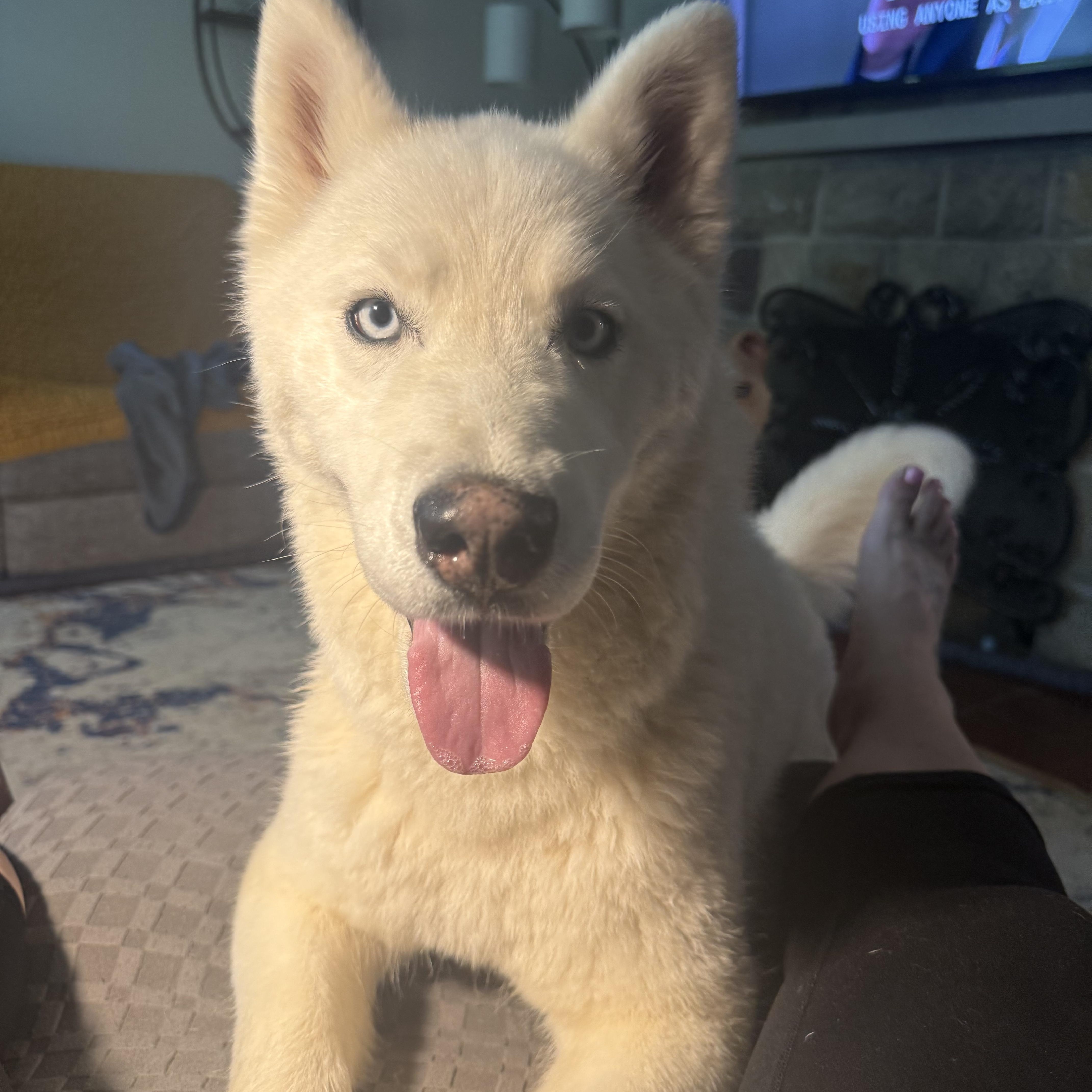 Enlarge Lilly, an adopted Siberian Husky in Lehigh Valley, PA image 1/1