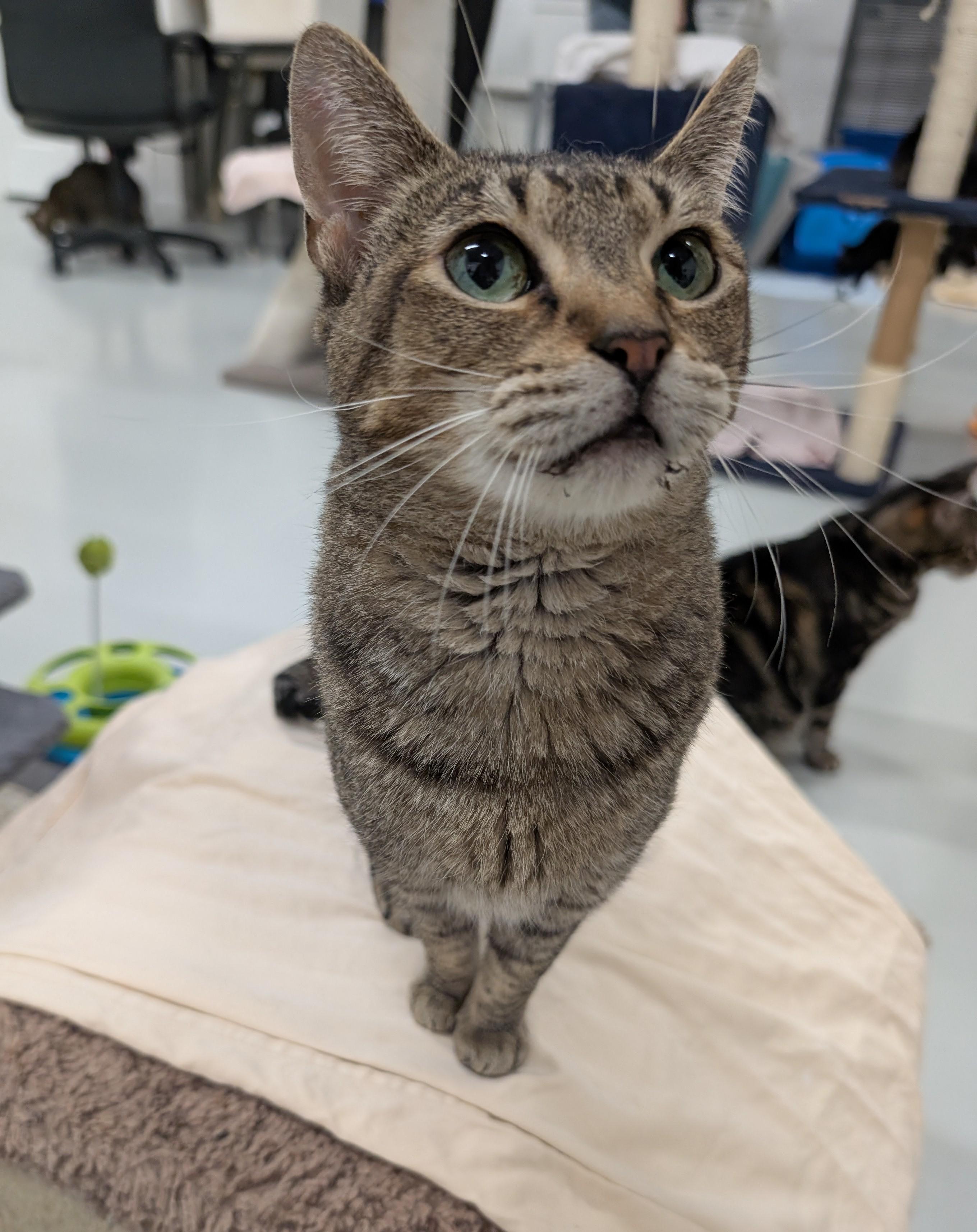 Enlarge Saffron, a Adoptable mixed breed in West Palm Beach, FL image 5/6