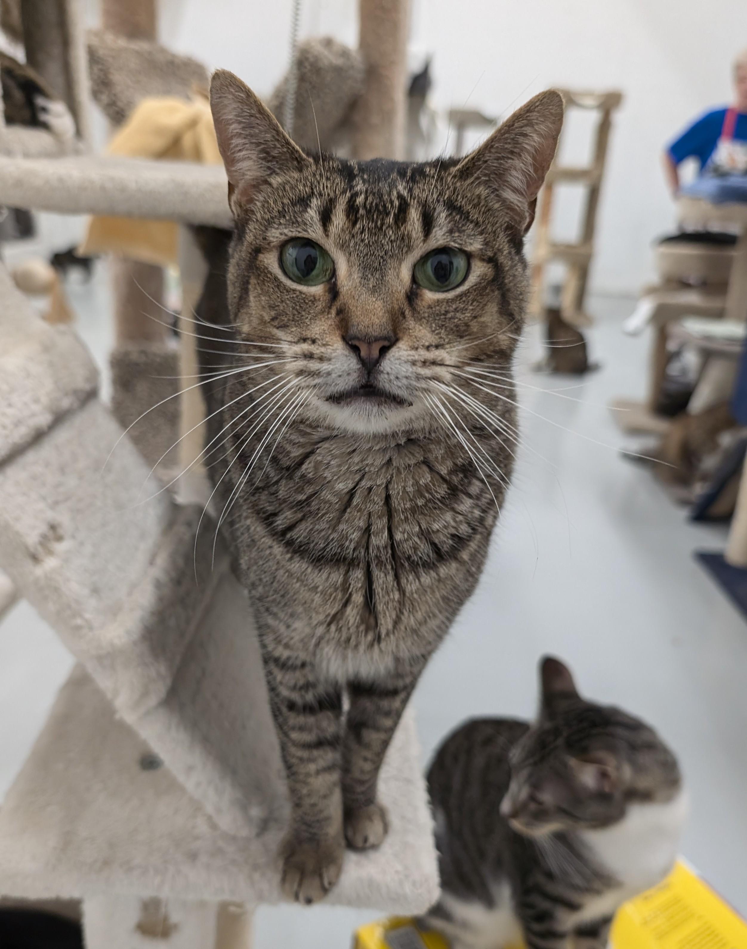 Enlarge Saffron, a Adoptable mixed breed in West Palm Beach, FL image 3/6