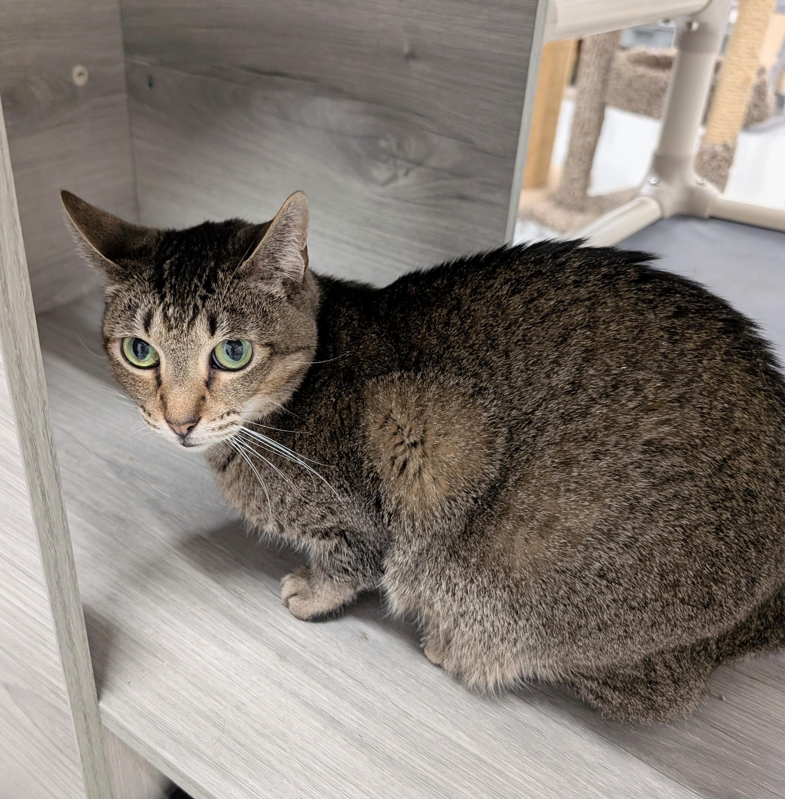 Enlarge Saffron, a Adoptable mixed breed in West Palm Beach, FL image 2/6