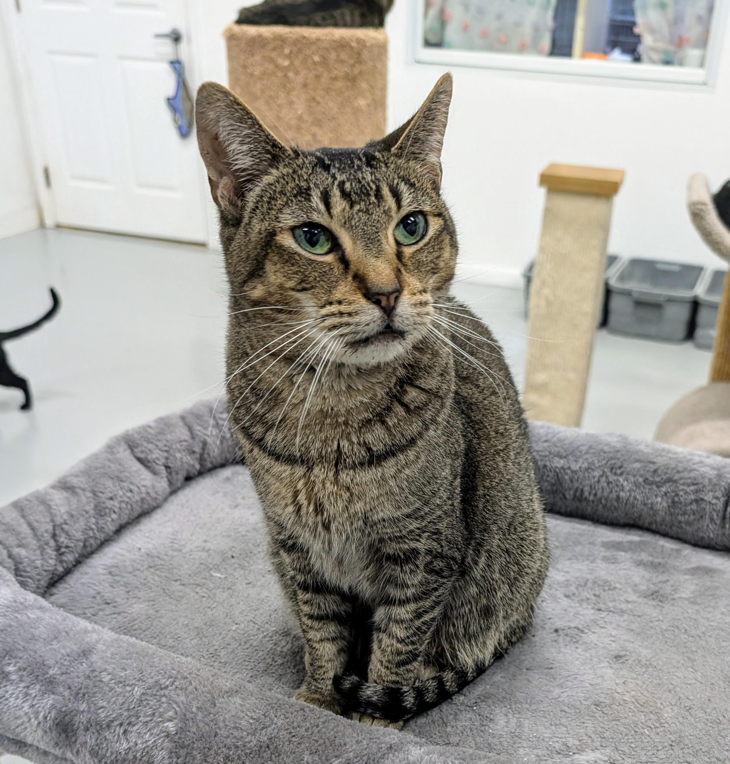 Enlarge Saffron, a Adoptable mixed breed in West Palm Beach, FL image 6/6