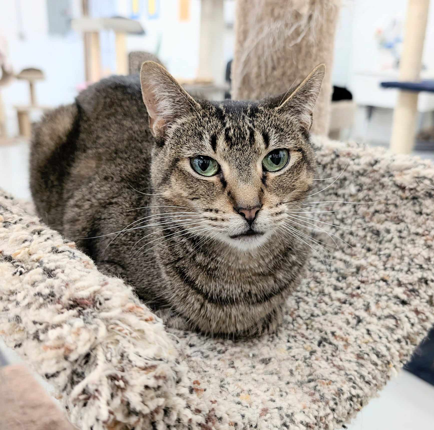 Enlarge Saffron, a Adoptable mixed breed in West Palm Beach, FL image 4/6