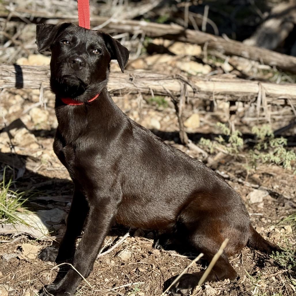 Enlarge Boomer, a Adoptable mixed breed in San Antonio, TX image 3/6
