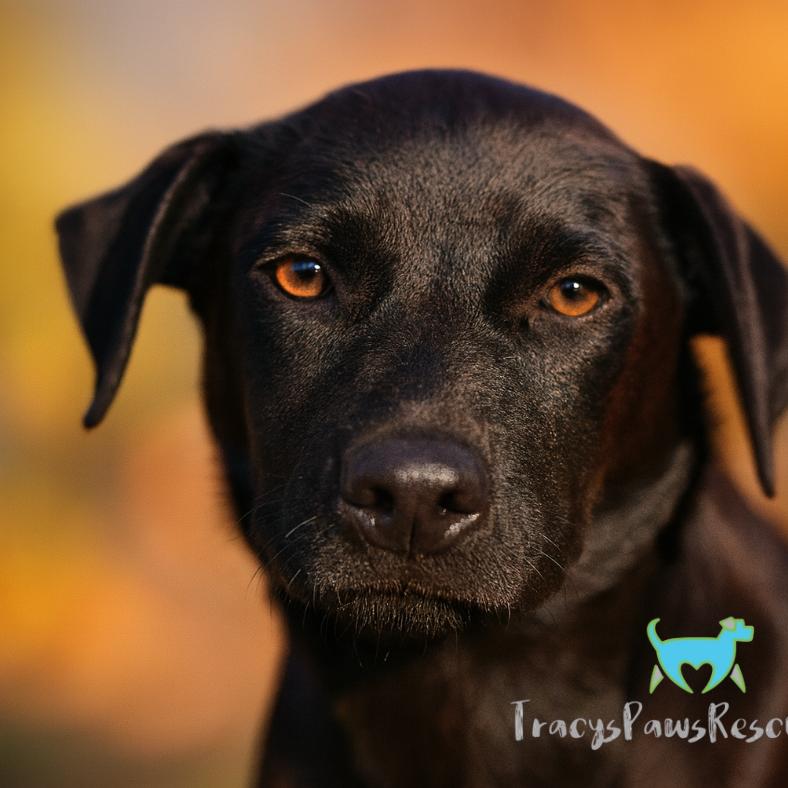 Boomer, Adoptable, Young Male Retriever & Black Labrador Retriever.