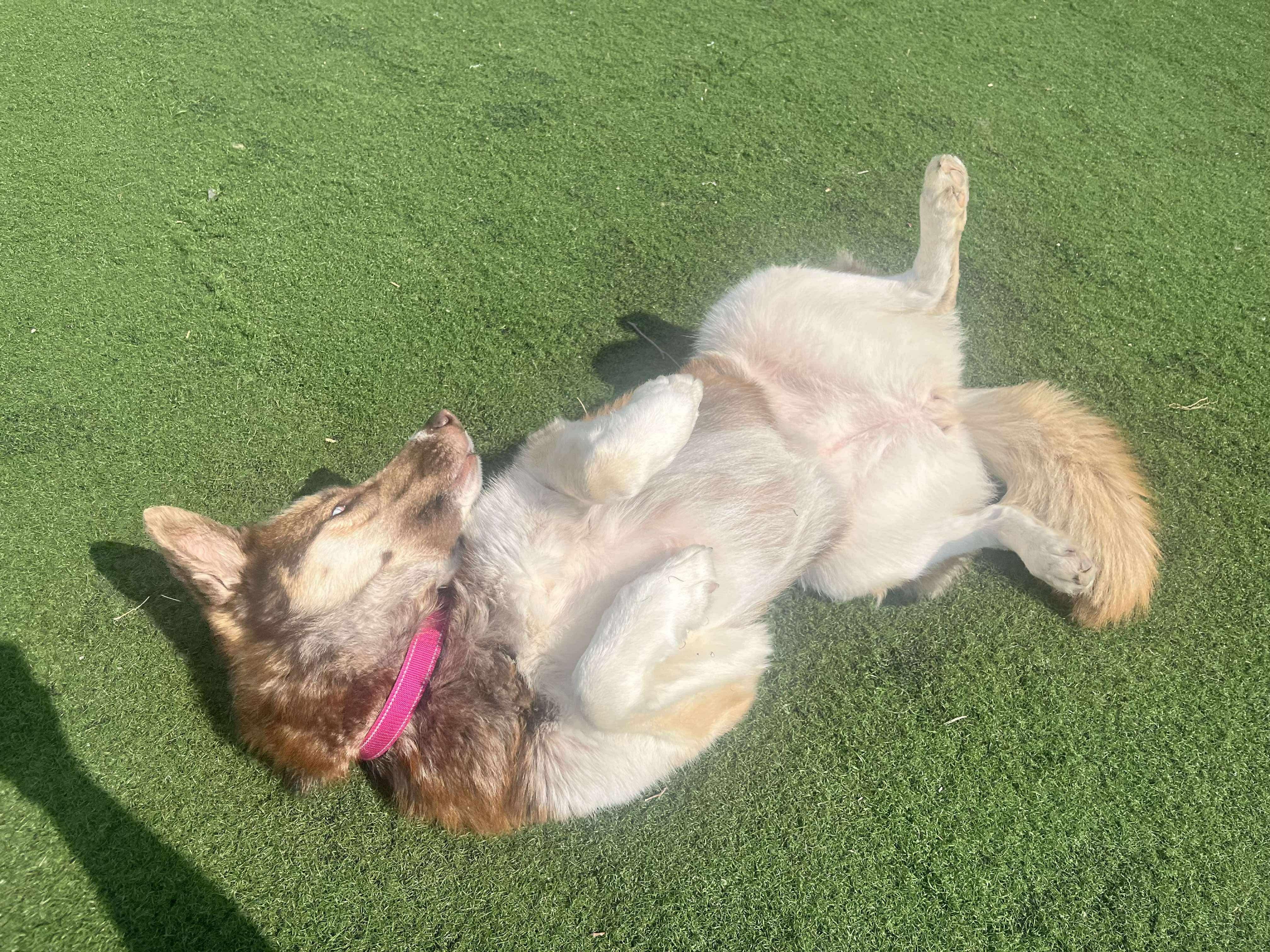 Enlarge Leona- only dog home needed! Adoption fee waived!, a Adopted mixed breed in Pigeon, MI image 5/5