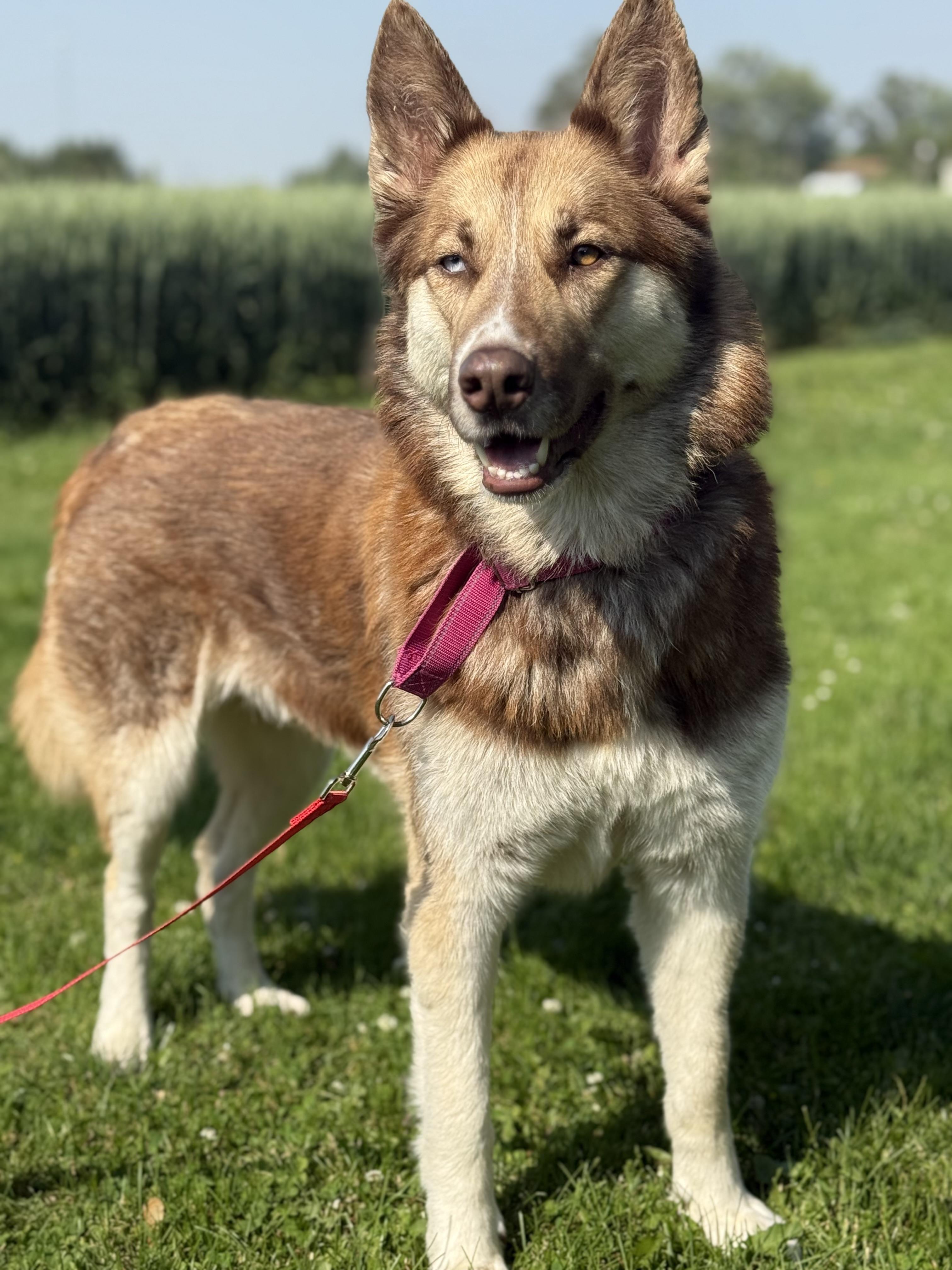 Enlarge Leona- only dog home needed! Adoption fee waived!, a Adopted mixed breed in Pigeon, MI image 2/5