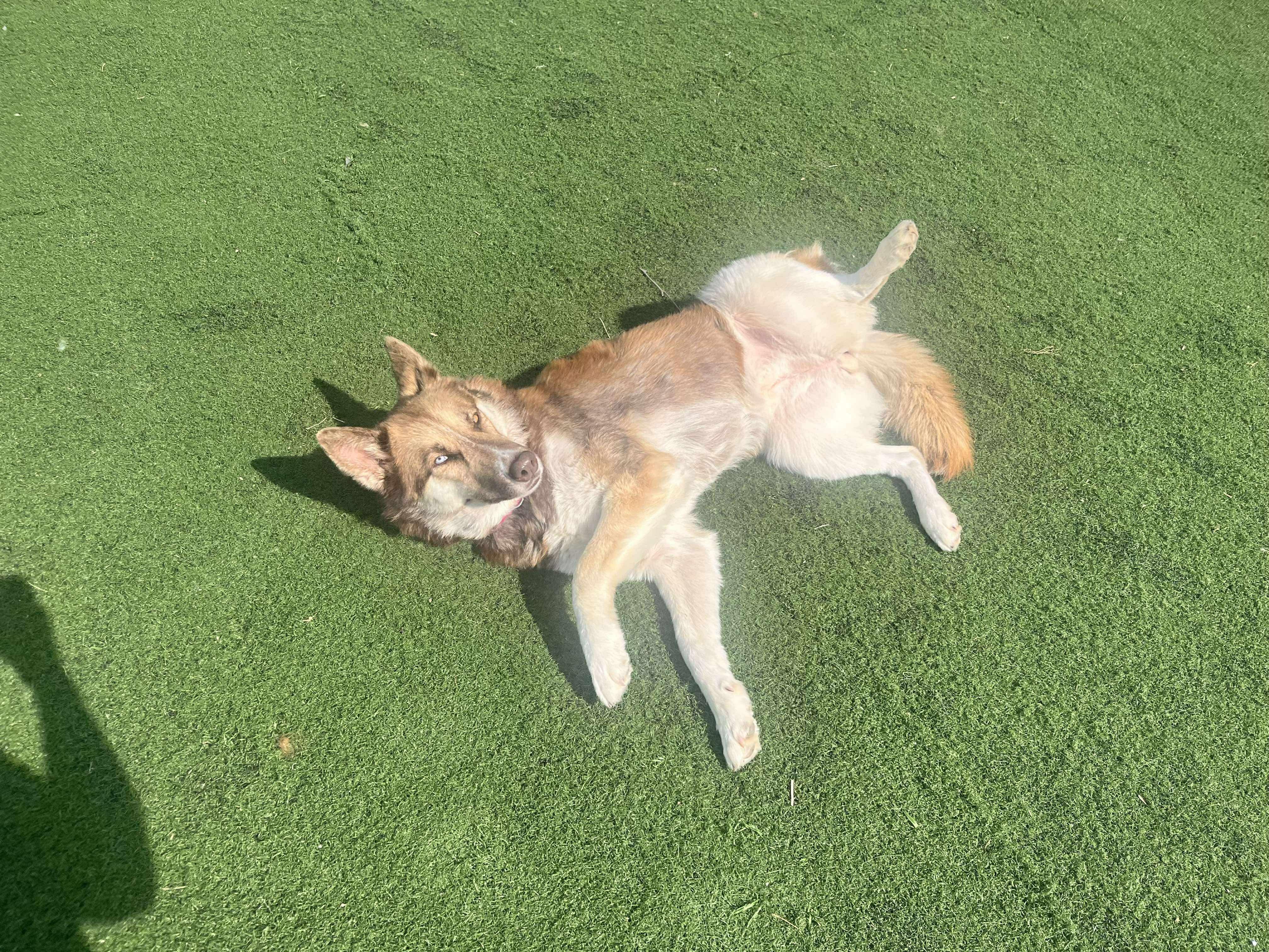 Enlarge Leona- only dog home needed! Adoption fee waived!, a Adopted mixed breed in Pigeon, MI image 4/5