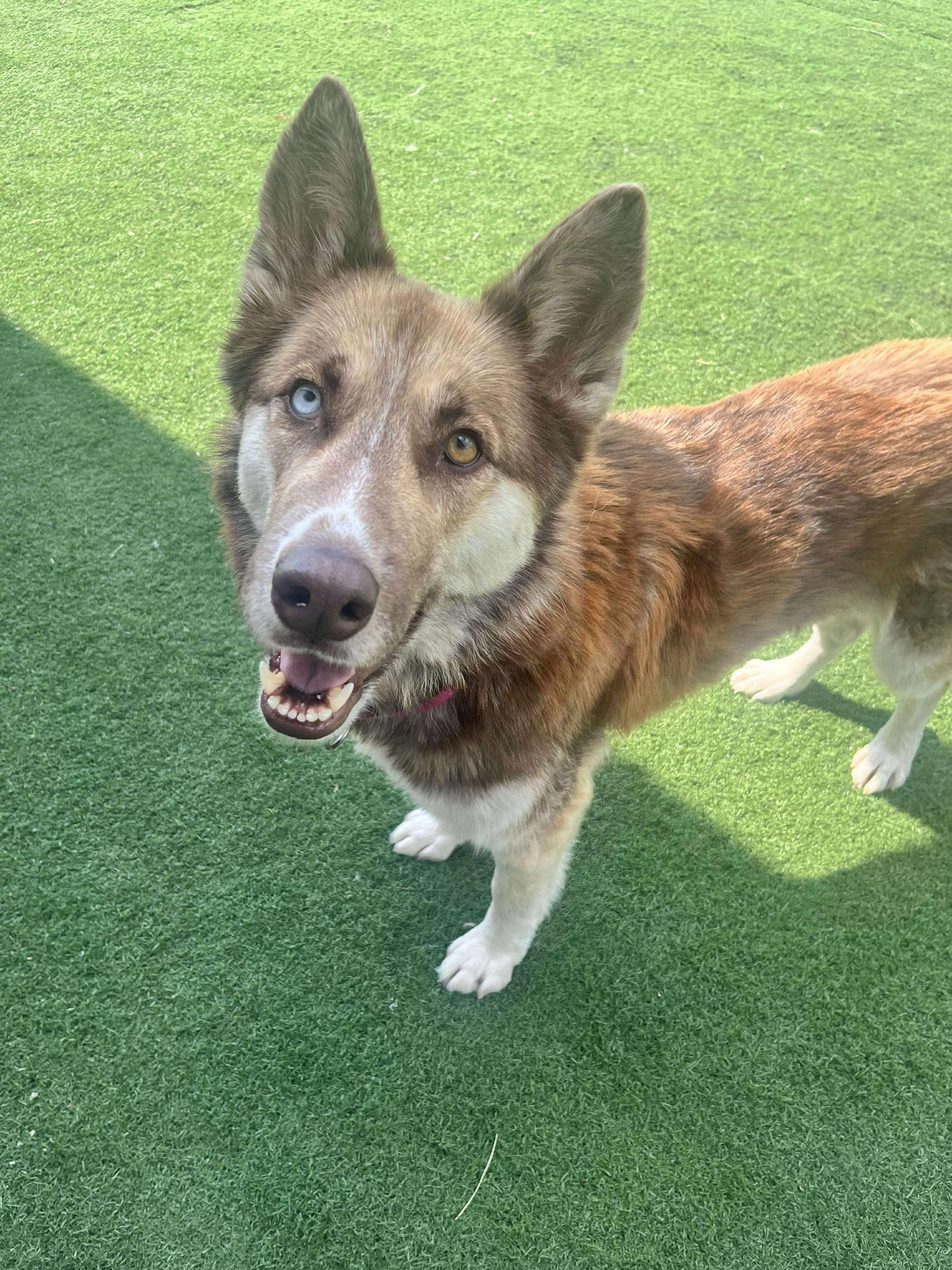 Enlarge Leona- only dog home needed! Adoption fee waived!, a Adopted mixed breed in Pigeon, MI image 3/5