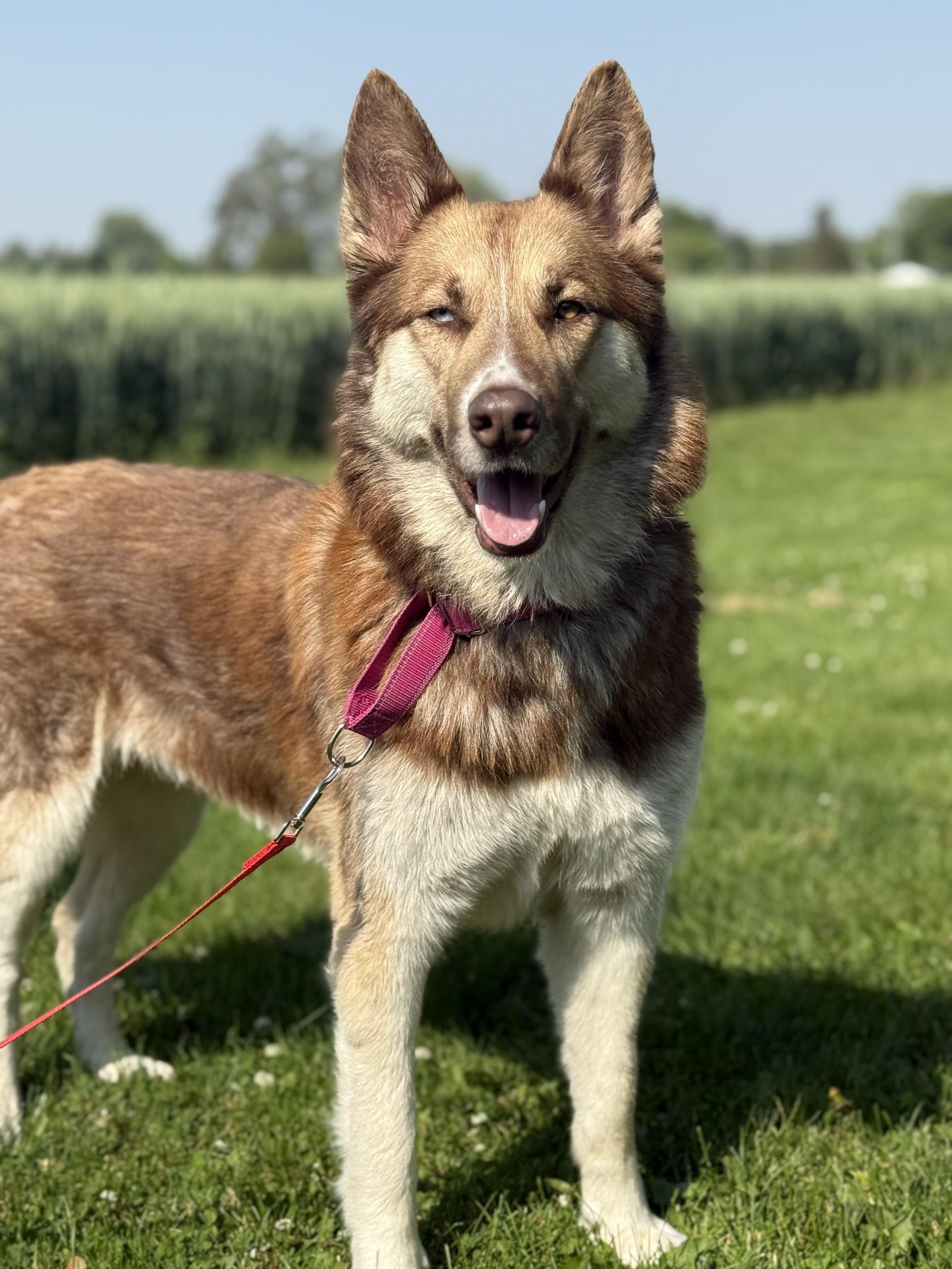 Leona- only dog home needed! Adoption fee waived!, Adopted, Adult Female German Shepherd Dog & Husky.