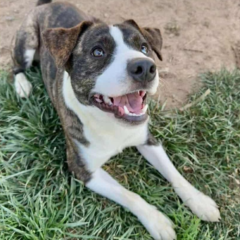 Hooligan, a Adoptable mixed breed in Newington, CT image 1/5