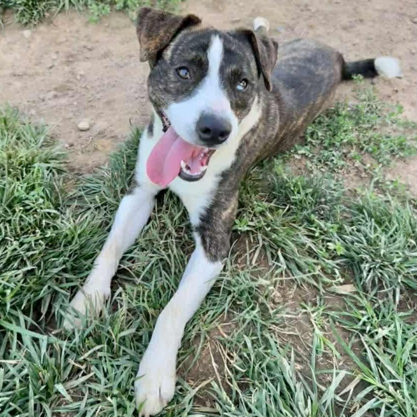 Hooligan, a Adoptable mixed breed in Newington, CT image 3/5