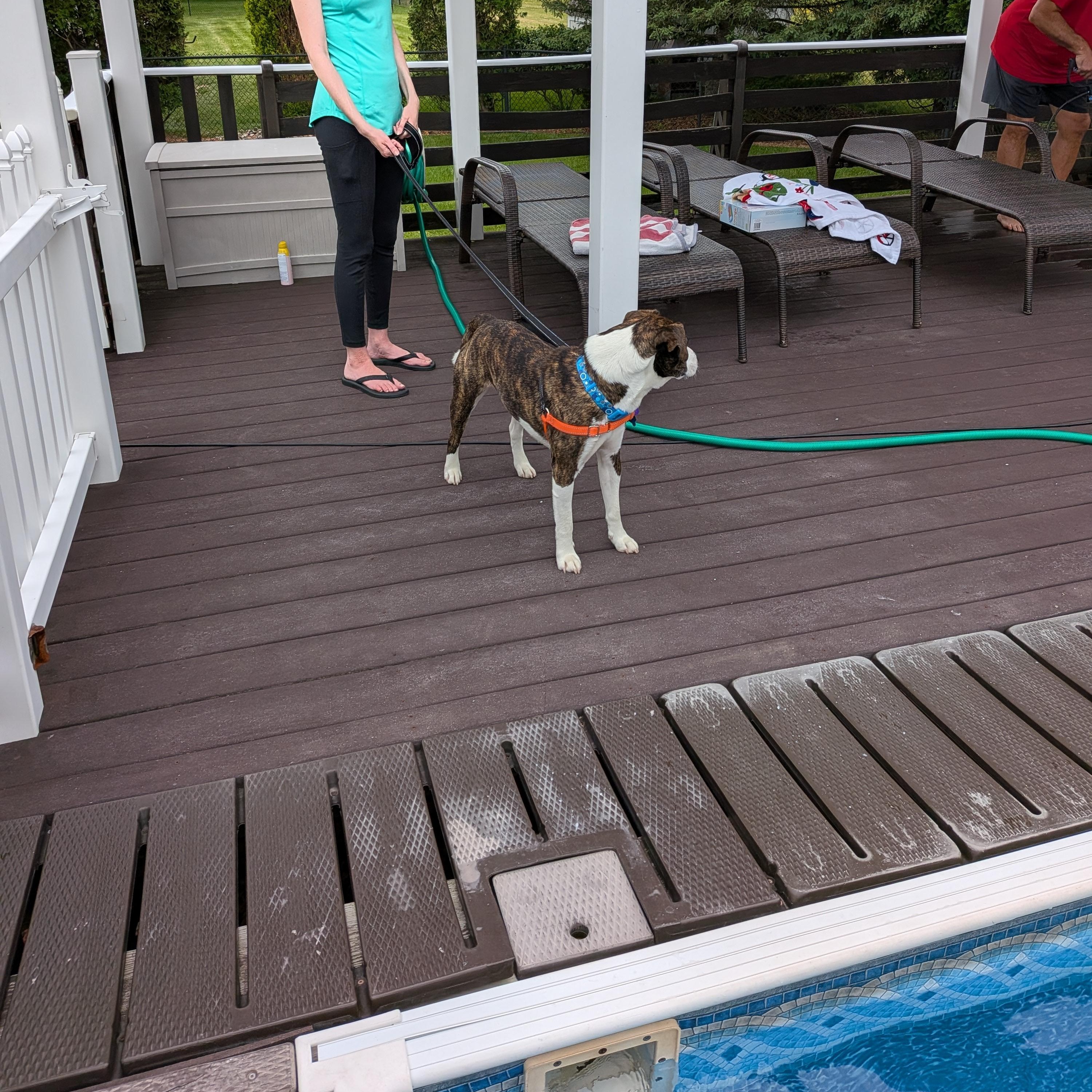Enlarge Hooligan, an adoption pending mixed breed in Barkhamsted, CT image 5/6