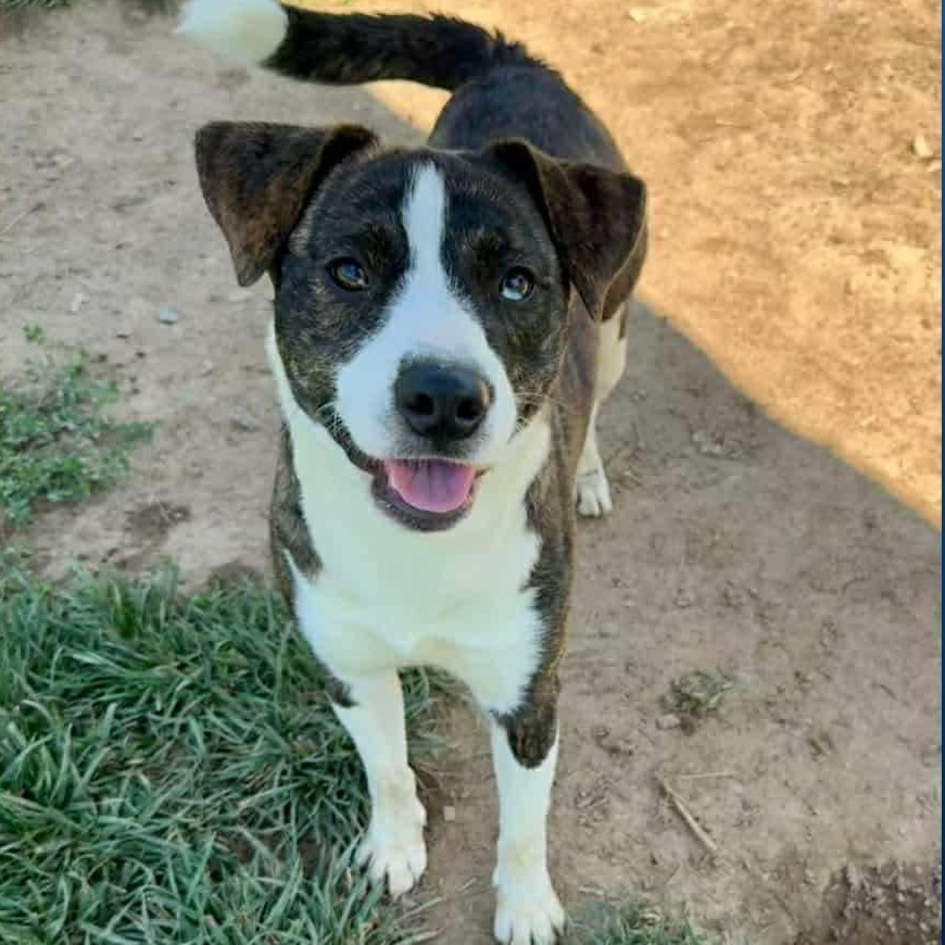 Hooligan, a Adoptable mixed breed in Newington, CT image 2/5