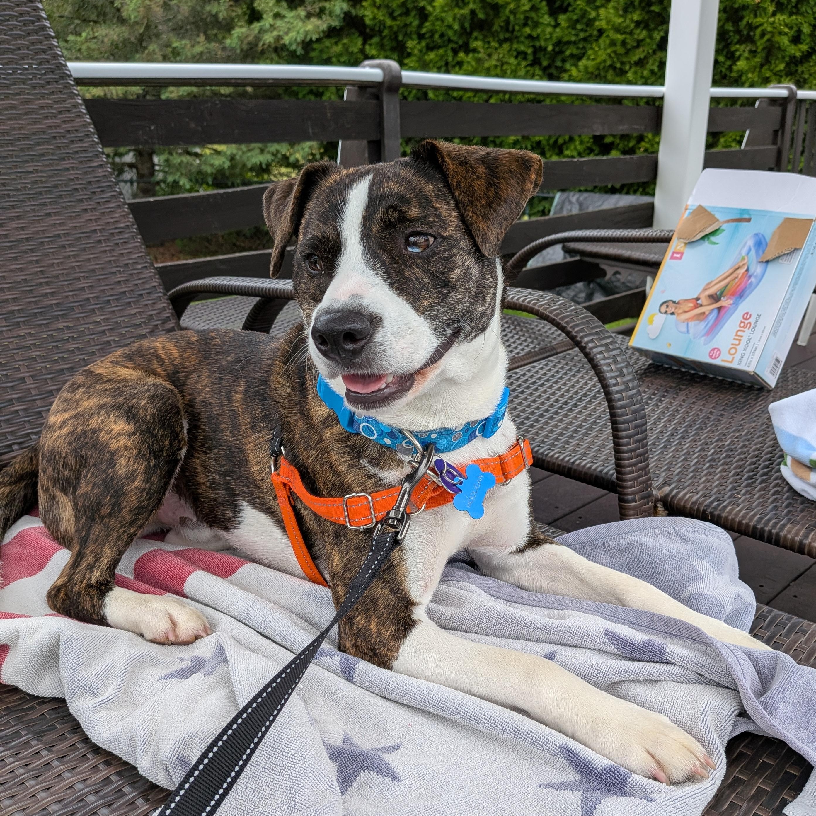 Enlarge Hooligan, an adoption pending mixed breed in Barkhamsted, CT image 1/6