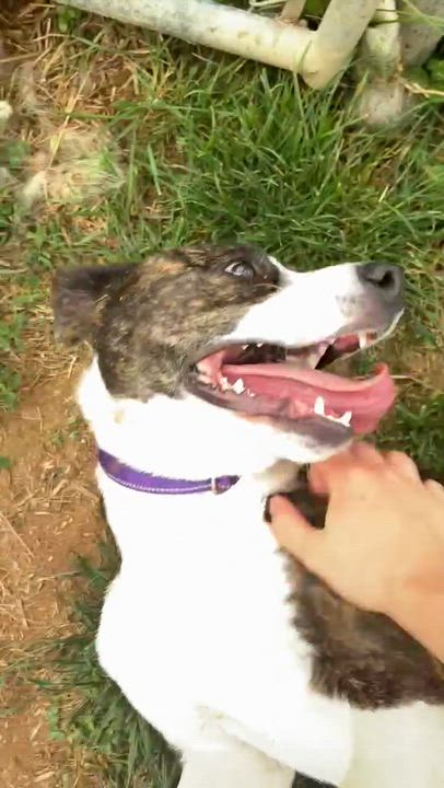 Enlarge Hooligan, a Adoptable mixed breed in Newington, CT video 5/5