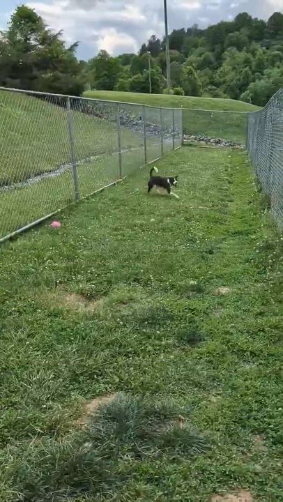 Enlarge Hooligan, a Adoptable mixed breed in Newington, CT video 4/5