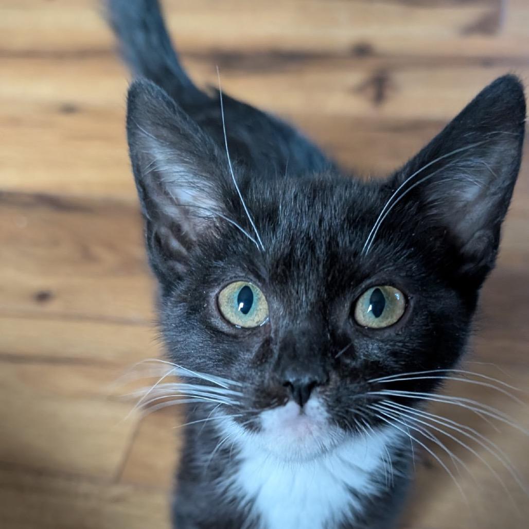 Beatrice, a Adoptable Domestic Short Hair in Chapel Hill, NC image 2/2