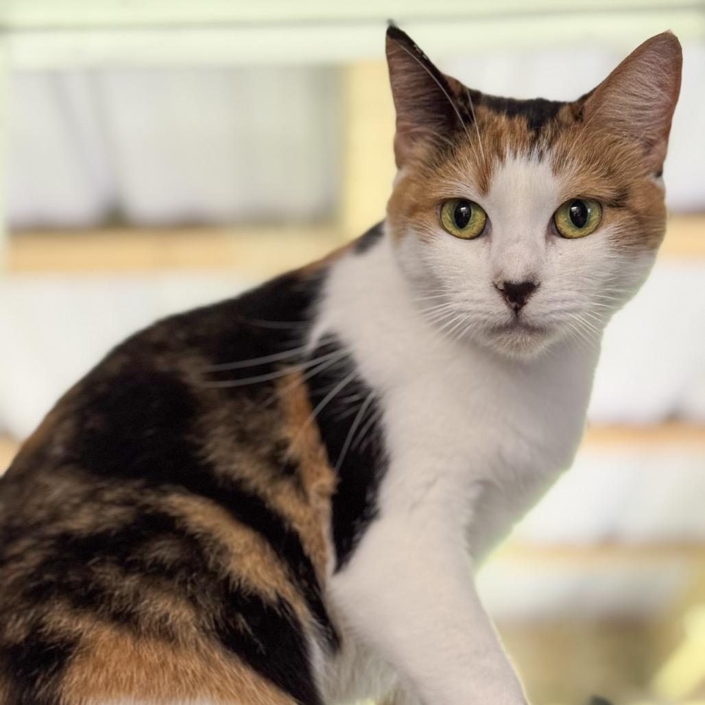 Enlarge Cindy, a Adoptable Domestic Short Hair in Blairsville, GA image 1/6