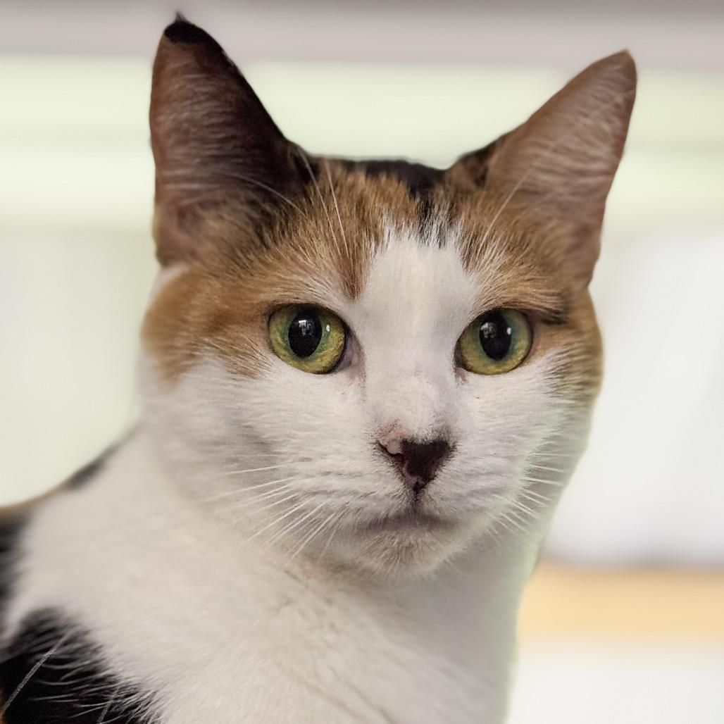 Enlarge Cindy, a Adoptable Domestic Short Hair in Blairsville, GA image 2/6