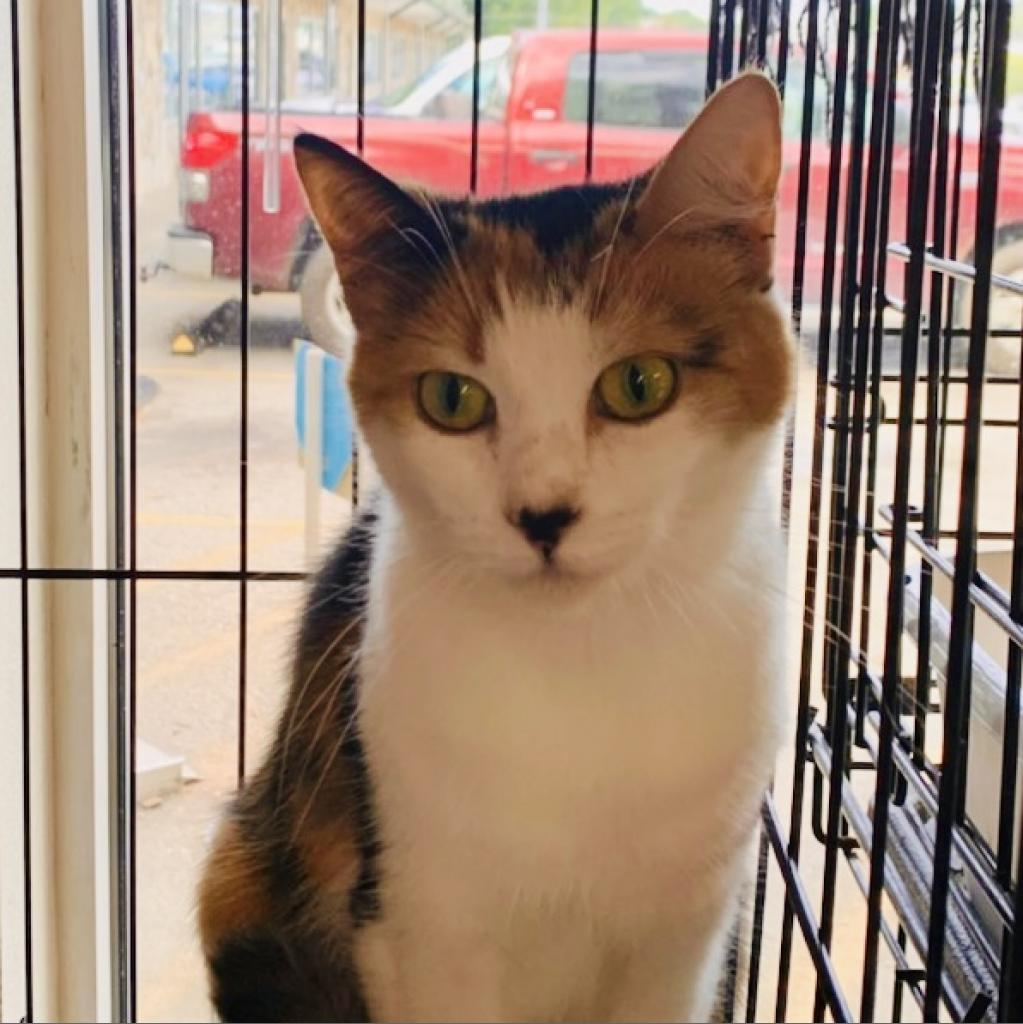 Enlarge Cindy, a Adoptable Domestic Short Hair in Blairsville, GA image 3/6