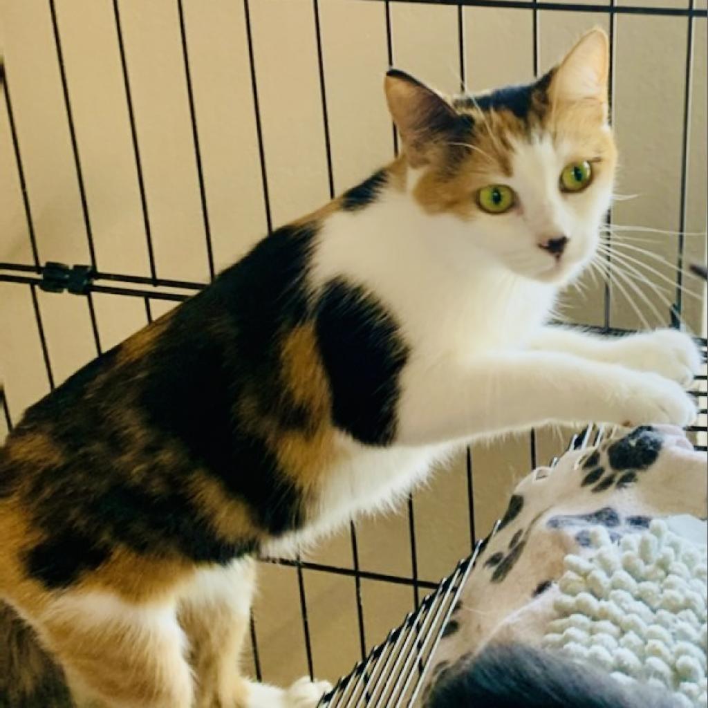Enlarge Cindy, a Adoptable Domestic Short Hair in Blairsville, GA image 4/6