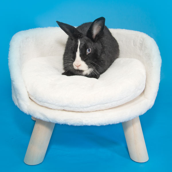 Enlarge Ambrosia, a Adoptable Bunny Rabbit in Whittaker, MI image 2/4