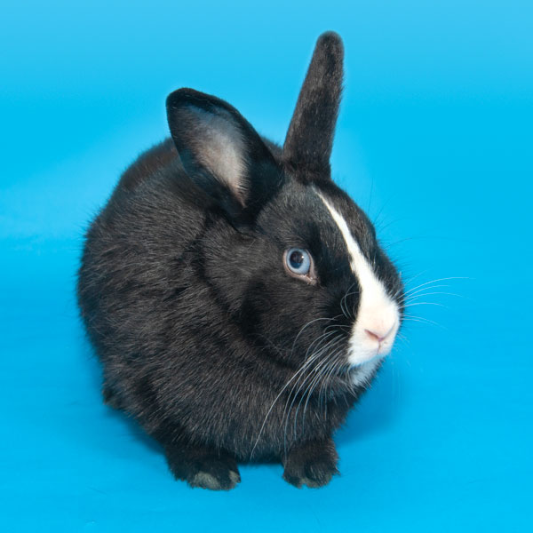 Enlarge Ambrosia, a Adoptable Bunny Rabbit in Whittaker, MI image 1/4