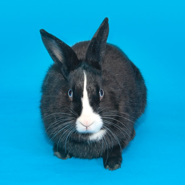 Enlarge Ambrosia, a Adoptable Bunny Rabbit in Whittaker, MI image 3/4