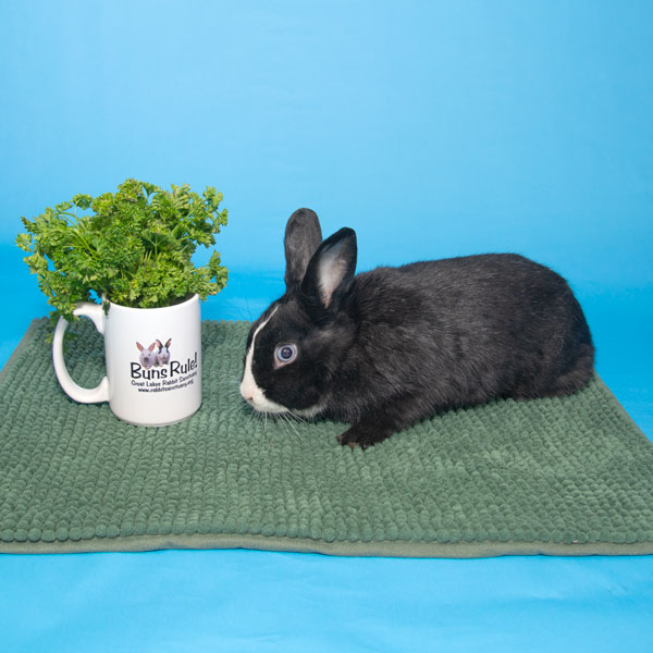 Enlarge Ambrosia, a Adoptable Bunny Rabbit in Whittaker, MI image 4/4