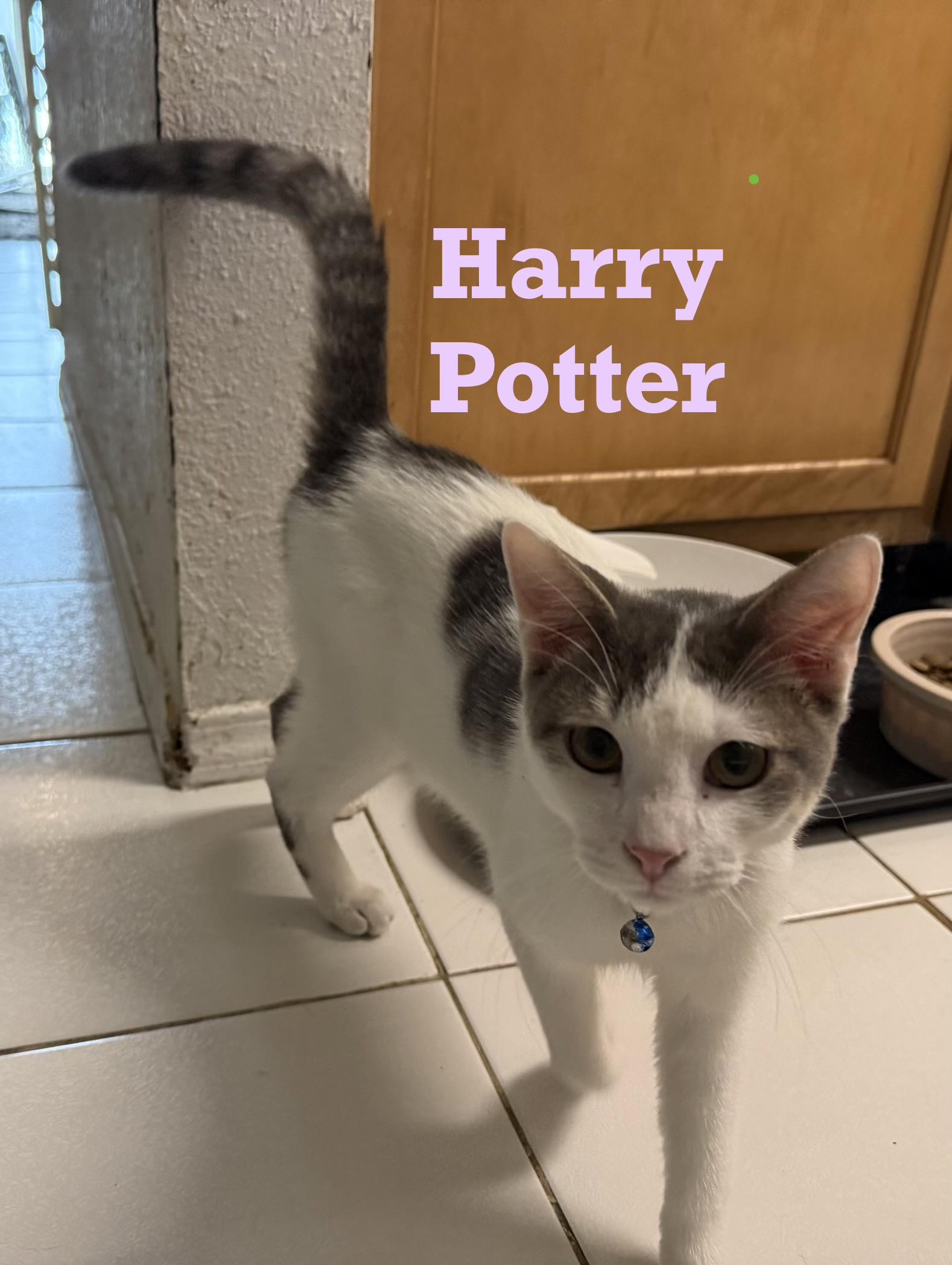 Harry Potter, Adoptable, Kitten Male Tabby.