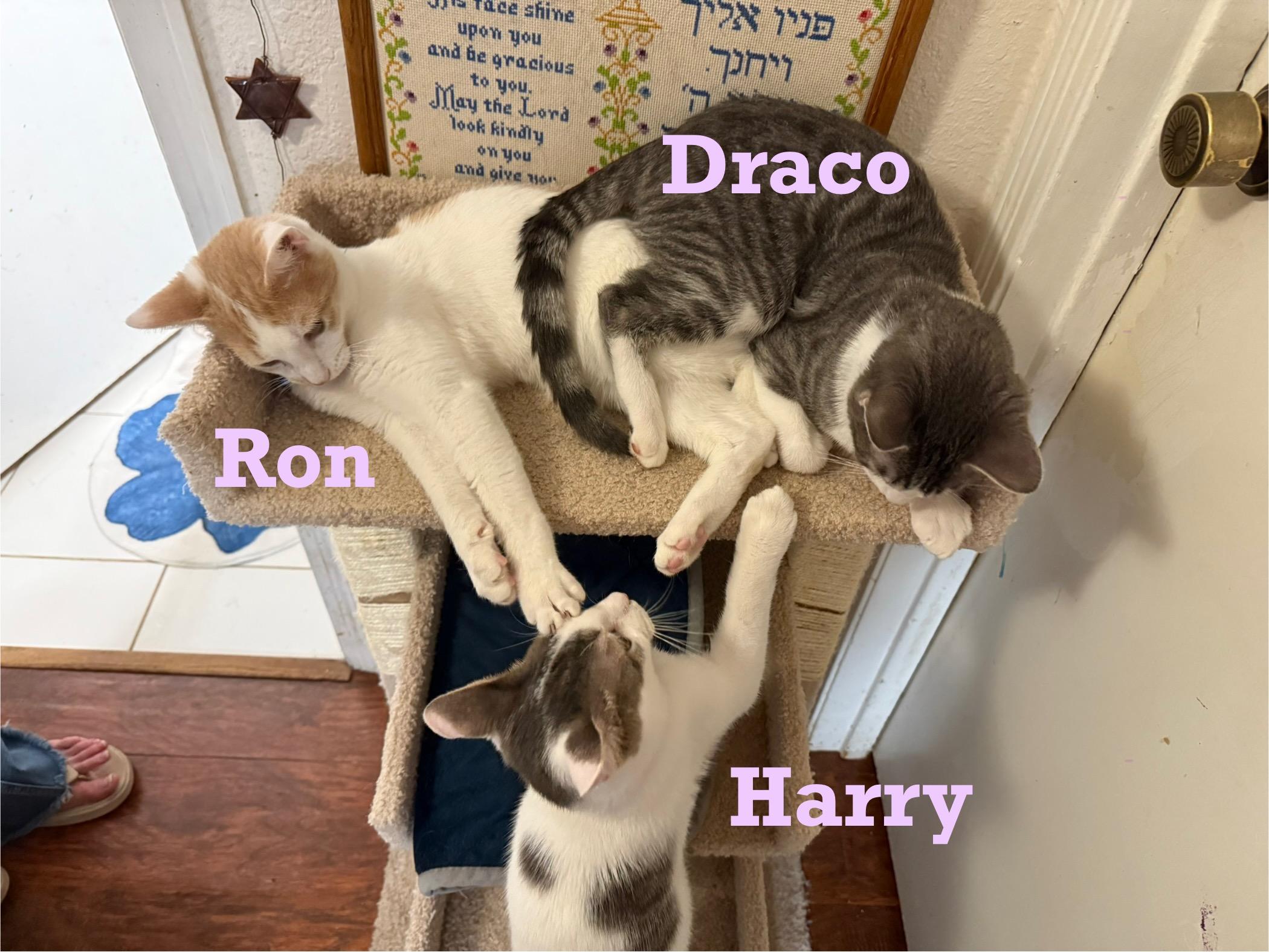 Enlarge Harry Potter, a Adoptable mixed breed in Houston, TX image 2/3