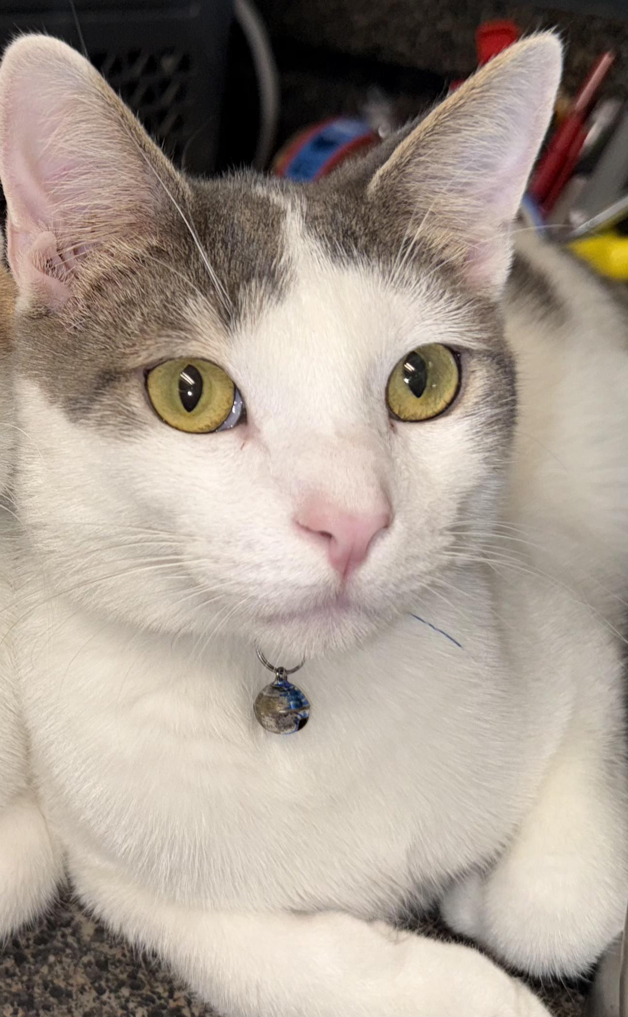 Harry Potter, Adoptable, Young Male Tabby.