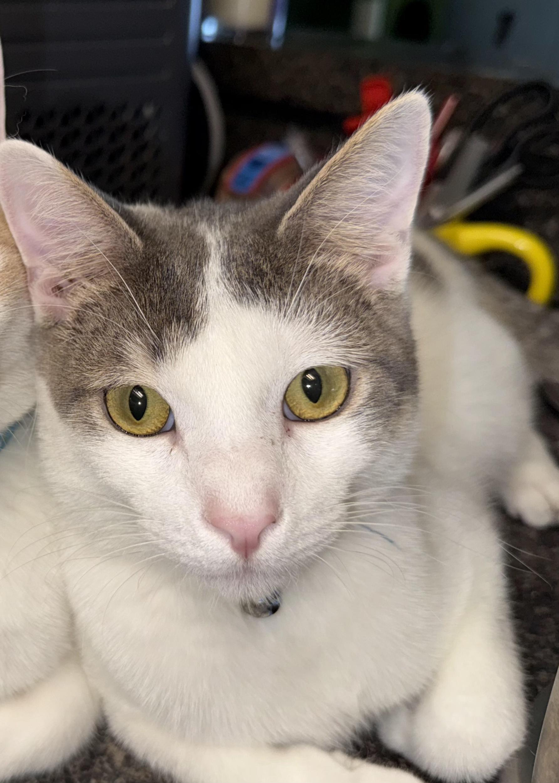 Enlarge Harry Potter, a Adoptable mixed breed in Houston, TX image 4/6