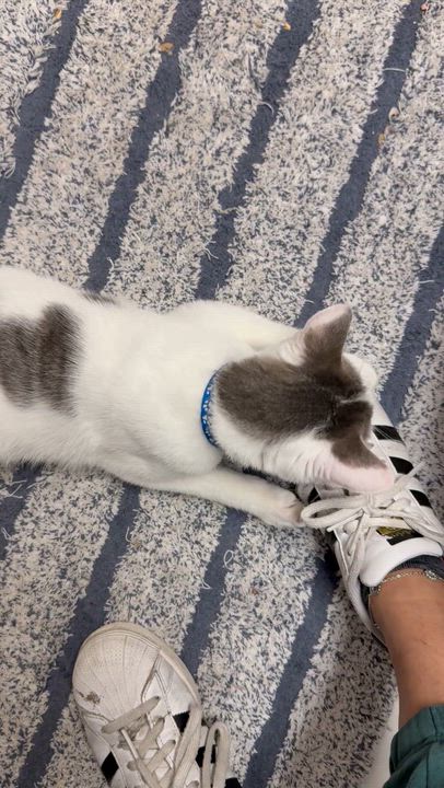 Enlarge Harry Potter, a Adoptable mixed breed in Houston, TX video 3/3