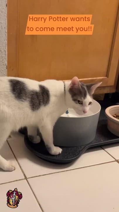 Enlarge Harry Potter, a Adoptable mixed breed in Houston, TX video 2/6
