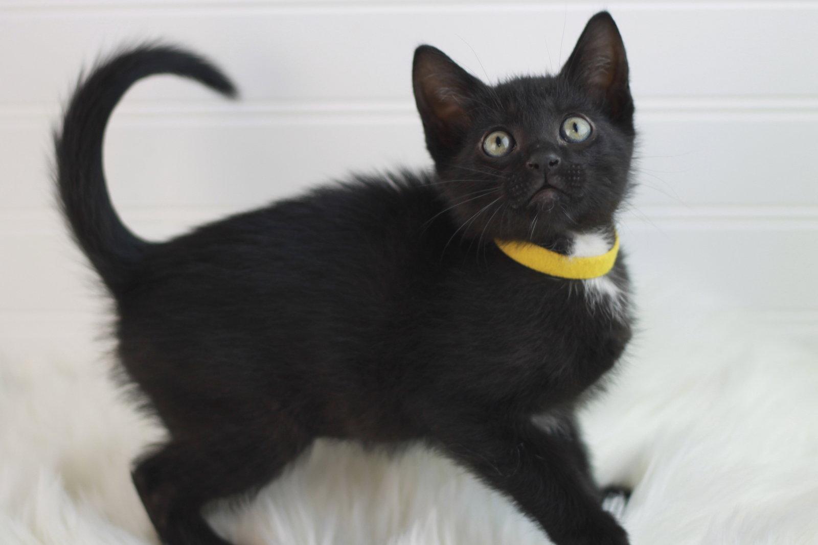 Jig - MEET ME @ PETCO 5/2!, Adoptable, Kitten Male Domestic Short Hair.
