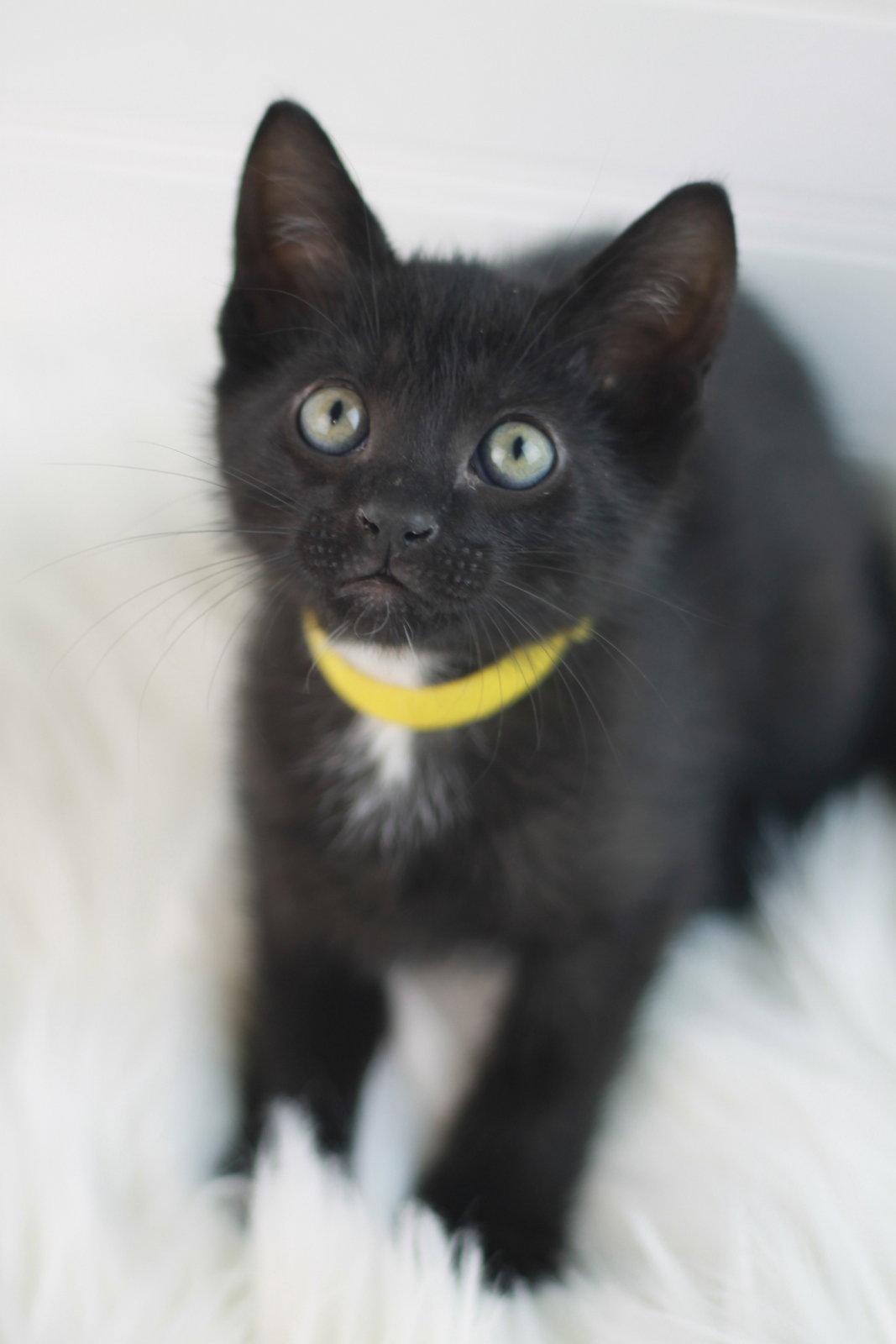 Enlarge Jig - MEET ME @ PETCO 5/2!, a Adoptable Domestic Short Hair in Cookeville, TN image 2/3