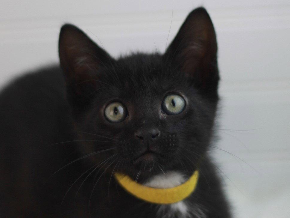 Enlarge Jig - MEET ME @ PETCO 5/2!, a Adoptable Domestic Short Hair in Cookeville, TN image 3/3