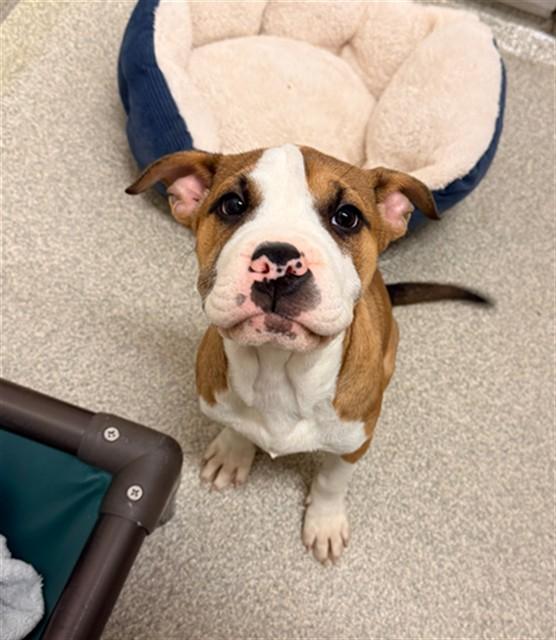 Enlarge ALORA, a Adoptable Pit Bull Terrier in Statesville, NC image 1/1