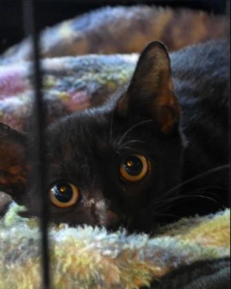 Enlarge Mickey, a Adoptable Domestic Short Hair in Tampa, FL image 1/1