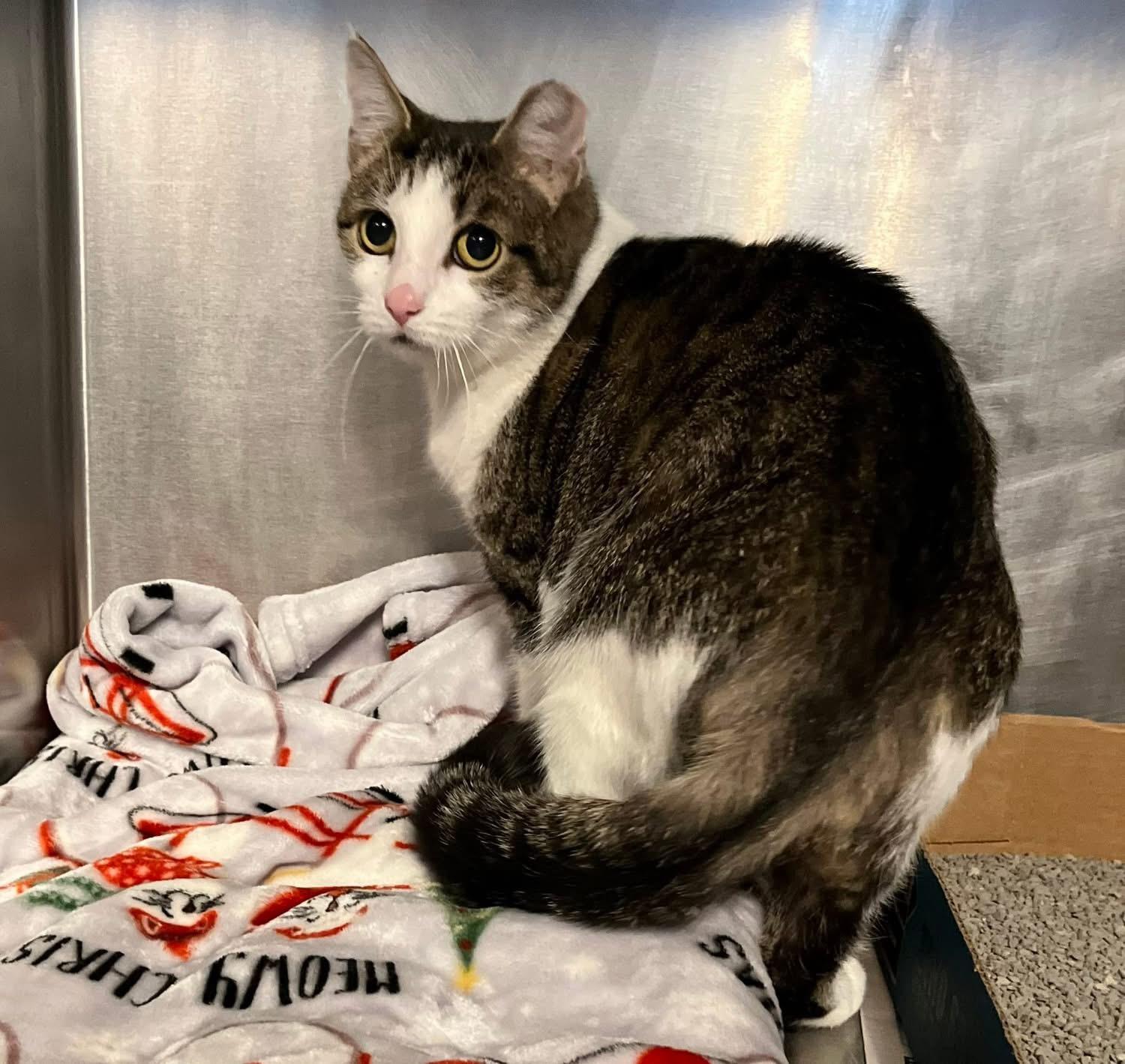 Enlarge Gator, an adopted Domestic Short Hair in Seville, OH image 1/1