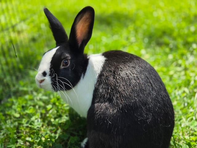 Cooper, adopted, Young Male Dutch.