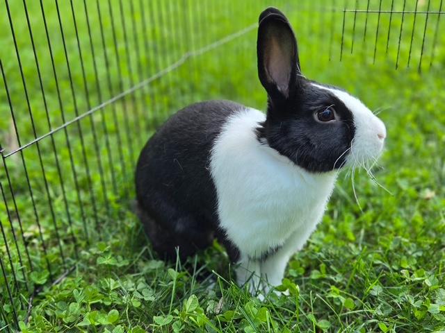 Enlarge Cooper, an adopted Dutch in Aurora, IL image 2/5