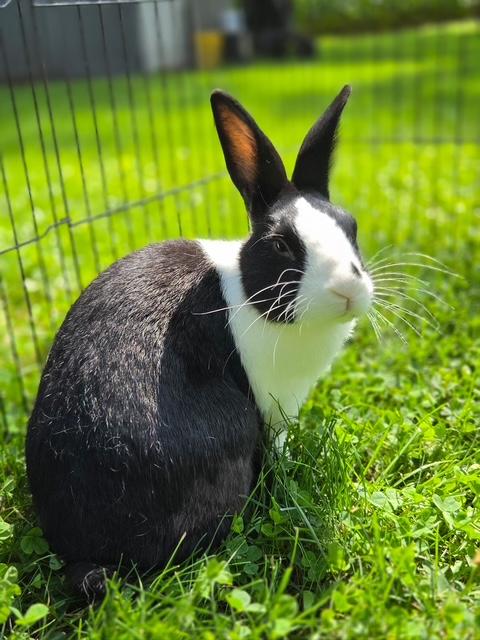 Enlarge Cooper, an adopted Dutch in Aurora, IL image 3/5