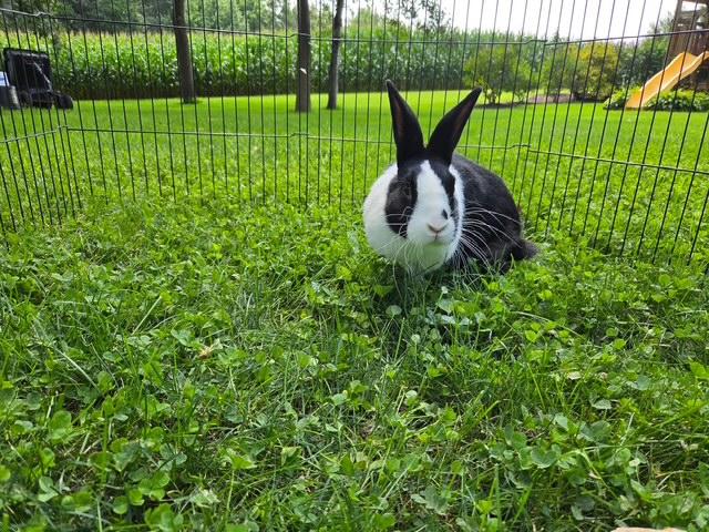 Enlarge Cooper, an adopted Dutch in Aurora, IL image 4/5