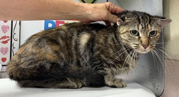 Imja, Adoptable, Adult Female Domestic Short Hair.