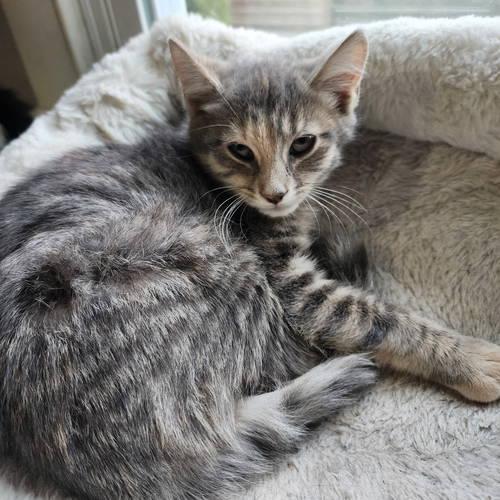 Emila, Willow Grove Area, (FCID 11/04/2025-137)