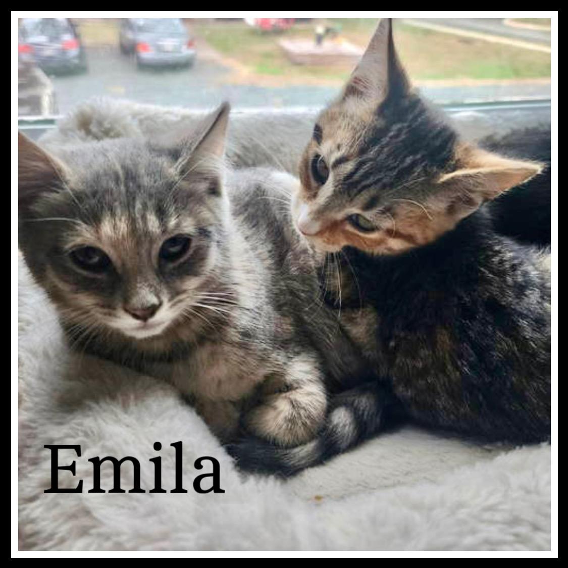 Emila, Willow Grove Area, (FCID 11/04/2025-137)