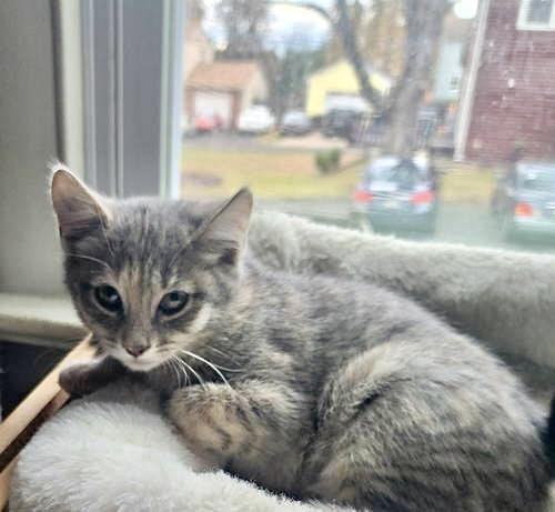 Emila, Willow Grove Area, (FCID 11/04/2025-137)