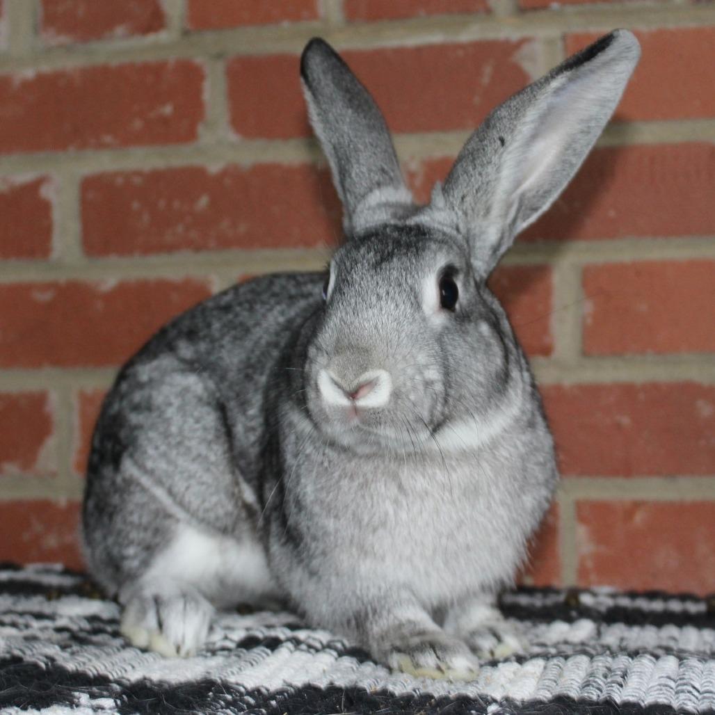 Enlarge Karl, a Adoptable Chinchilla in Winston-Salem, NC image 1/1